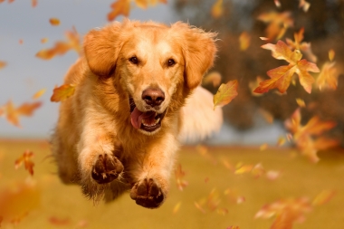  In der Regel reichen bereits ein bis fünf Unterrichtsstunden aus, um bedeutende Fortschritte im Hundetraining zu erzielen. Ein essenzieller...