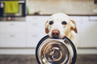  Wie sein Uhran der Wolf, ist der Hund ein Fleischfresser (Carnivore).  
   
 Als Hauptbestandteil Fleisch oder auch Fisch, welches der...